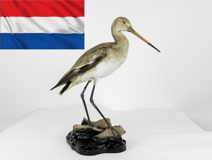 荷兰国鸟-黑尾戈特 全身支架 - Limosa limosa - 35×15×35 cm