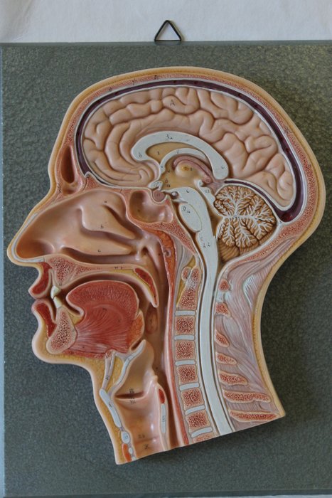 didactic cross section human head, brain - wood and plastic