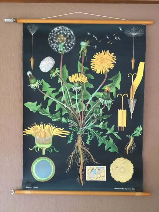 Jung Koch Quentell - Old botanical school plate "Dandelion" - Linen