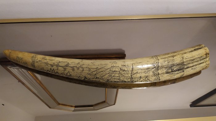 Réplique Scrimshaw Walrus Tusk "Prince Whaler" - Odobenus rosmarus - 55×10×5 cm