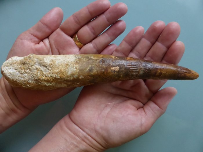 Very large original dinosaur tooth Partially rooted 230mm - Tooth - Spinosaurus aegyptiacus   - 35×38×230 mm