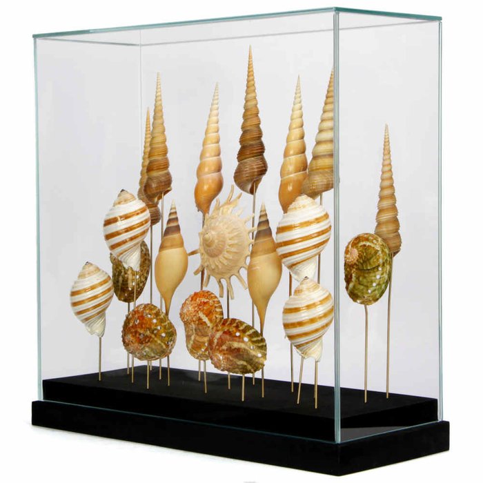 Cochilii fin prezentate sub sticlă - Taxidermie montură corp întreg - Torridae, Terebridae, Haliotidae, Astrea Solaris - 40 cm - 17 cm - 40 cm