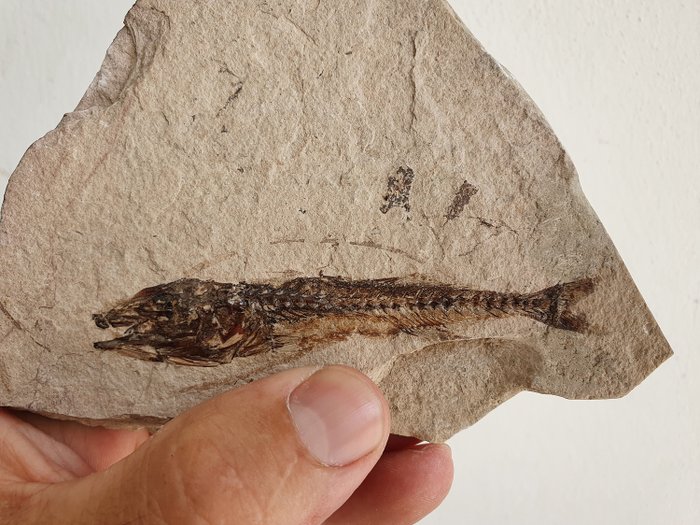 化石魚- Ductor vestenae - 1×10×14 cm - Catawiki