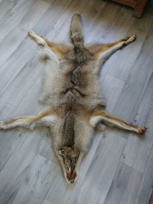 coiote pele - Canis latrans - 140×100×5 cm