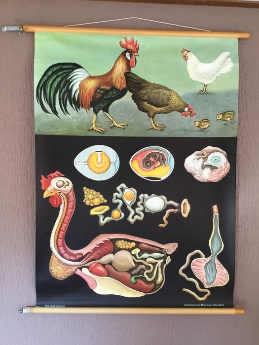 Jung Koch Quentell - Placa da velha escola (anatomia) do frango, galo e o ovo. - Linho