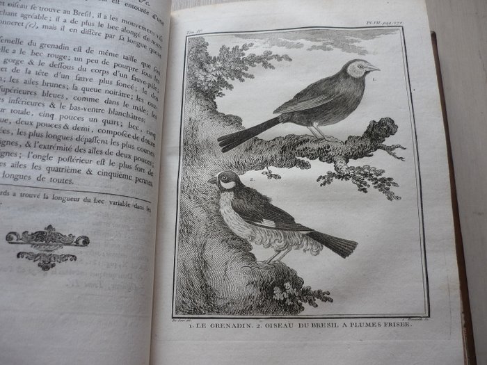 Buffon Histoire Naturelle Des Oiseaux 1778 Catawiki