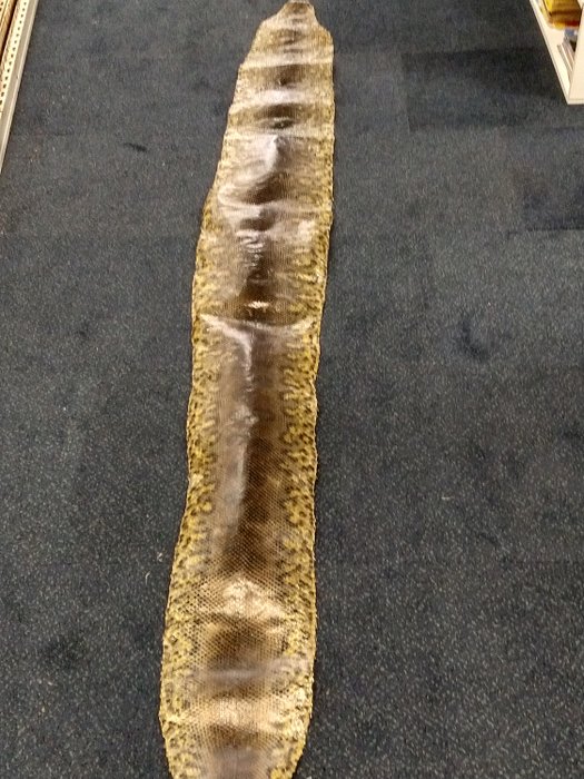綠蟒蛇 連帶頭部的皮膚 - Eunectes murinus - 0.01×34×335 cm