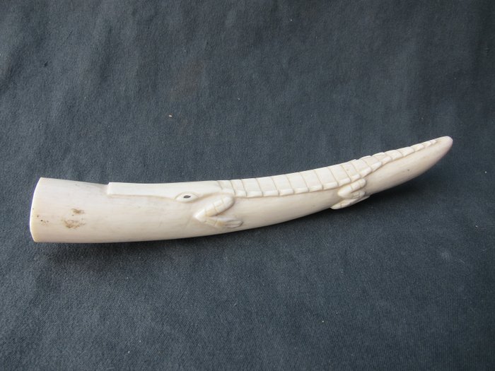 Dinte hipopotam sculptate manual în relief cu crocodil - Hippopotamus amphibius  - 22×2.5×3.1 cm