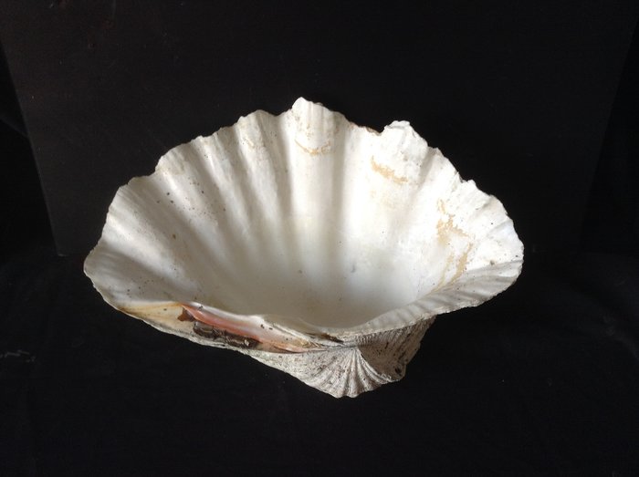 Giant clam - shell