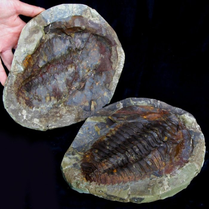 Trilobit - Forstenet dyr - Cambropallas Telesto (Geyer) - 21 cm - 15 cm