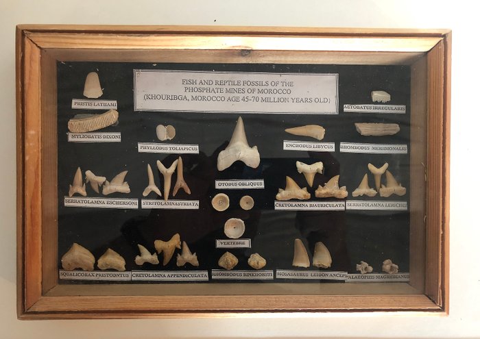 Moroccan Fossil Display case, including Shark Teeth - with labels - Various