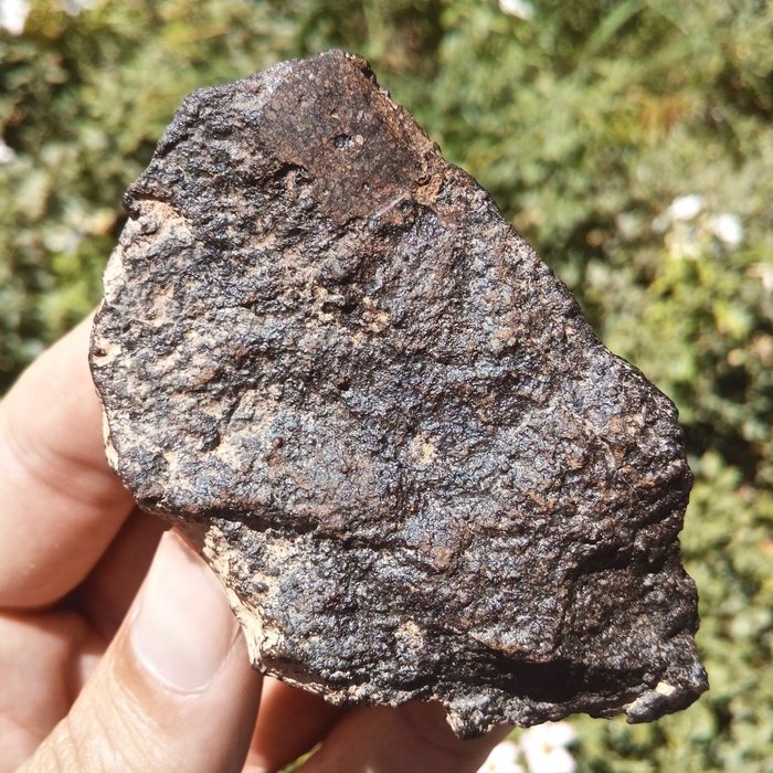 Chondrite meteorite with visible chondrules in a cut - 118 g