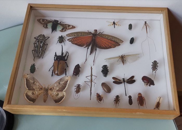 Insect Collection Display Case - various species - 30×6×40 cm