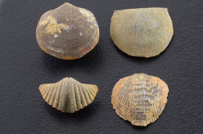 Devonian Brachiopoden - Satz von 4 - named species - 25×21×14 mm