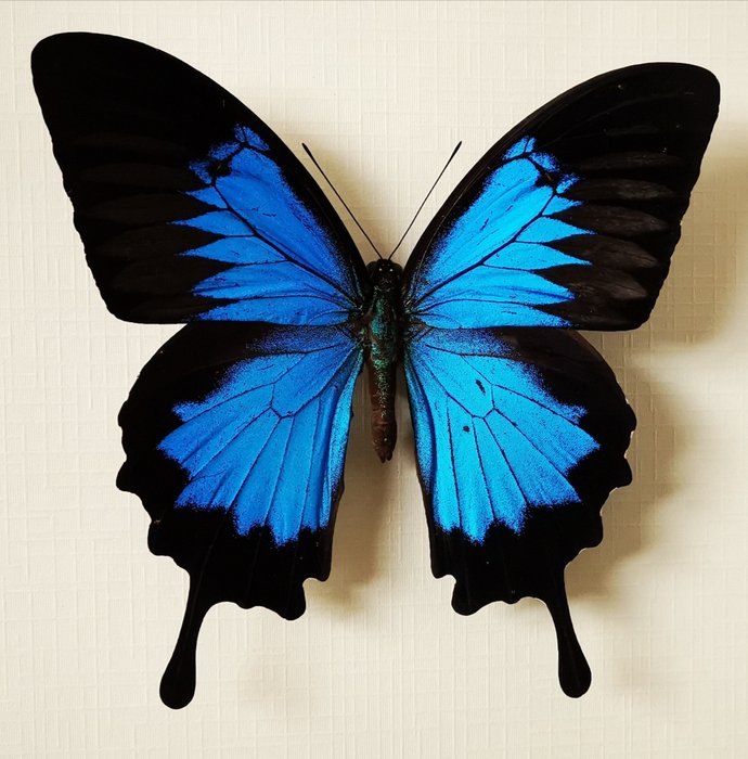 藍皇帝，又名尤利西斯蝴蝶- 裱框 - Papilio ulysses - 0×22×22 cm - Nvt.
