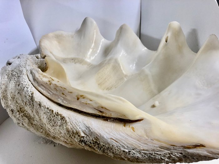 Large Giant Clam Shell - Benetier - - Tridacna gigas - 35×60×93 cm
