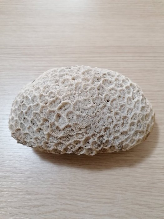 Koralli - fossiili - Phillipsastrea cf. tafilaltensis - 18×9×9 cm