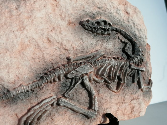 複製恐龍化石 - 在矩陣板上 - 3×18×28 cm