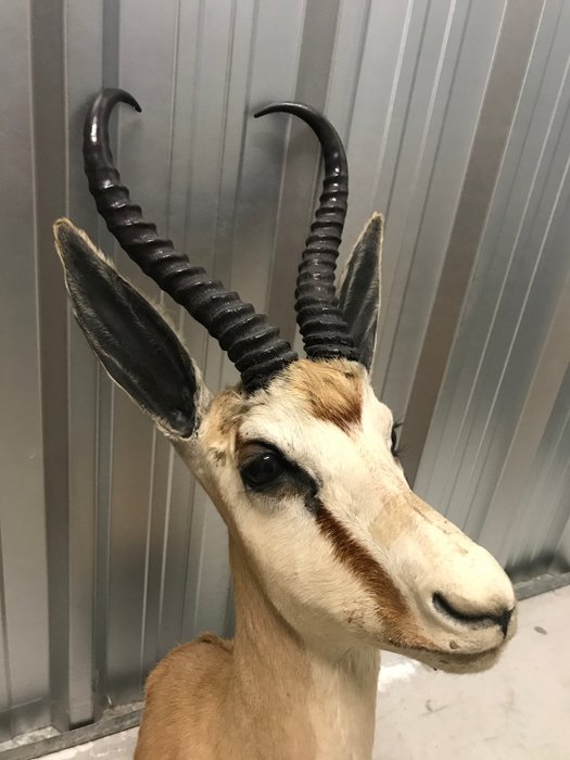 2 pc lot of 9 to 11 inch Male South African Springbok Horns Taxidermy S 