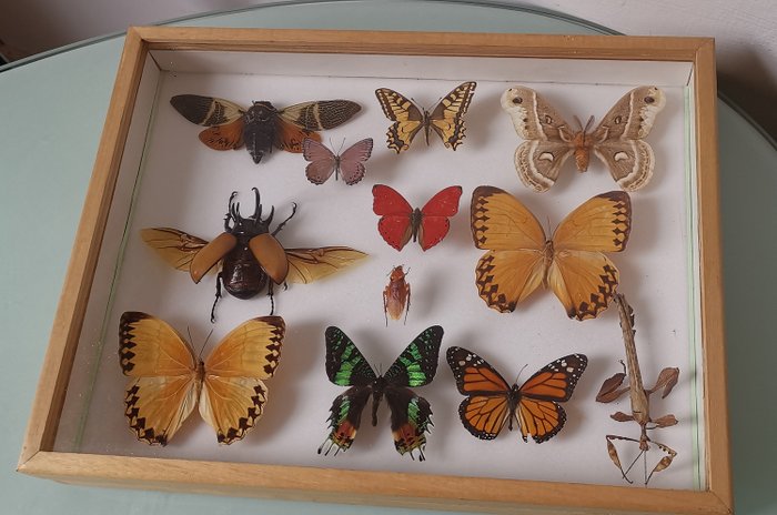 Coleção de insetos Caso de exibição - various species - 30×6×40 cm
