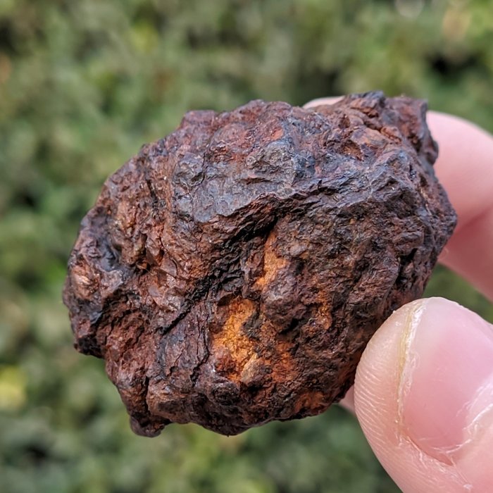 Sericho pallasite. Météorite de pierre-fer - 65 g