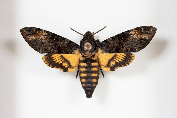 Deaths Head Hawk Moth Acherontia Atropos Real Moth In Frame