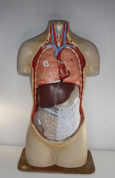 Modelo anatômico antigo do corpo humano - Gesso