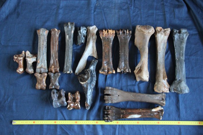 冰河時代的骨骼堆積-野牛，馬和鹿 - 骨頭，各種 - Bos, Equus and Cervus sp.