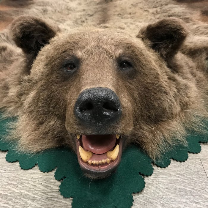 Urs Brun Piele cu cap detaliat, simțită în spate - Ursus arctos arctos - 245×245×28 cm