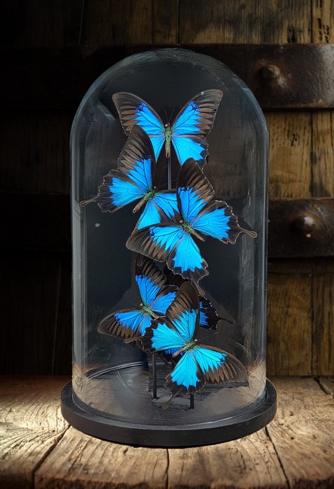 Robert Mars - Schmetterlingskunstwerk mit vorbereiteten blauen Kaiserschmetterlingen - unter Glasglocke