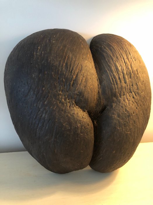 Coco de Mer eller havsnöt - - Lodoicea maldivica - 10×29×30 cm