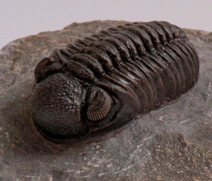 Devonian Phacops trilobite fossil Moroccan decent specimens large size 5 per bid 