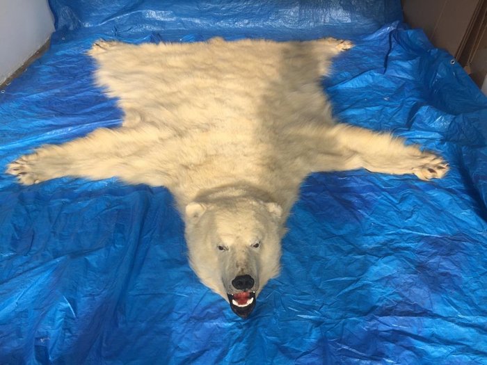 Polar Bear Skin With Detailed Head, How Much Is A Real Polar Bear Rug With Head