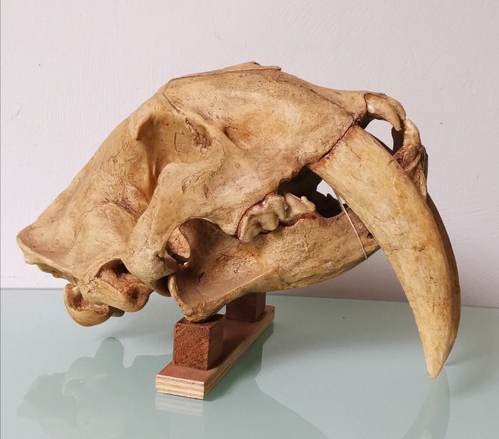 Tigre à dents de sabre Le crâne - smilodon populator - 20×20×30 cm