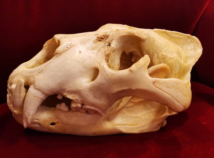 African Lion Skull - adult male - Panthera leo - 18×25×36 cm - ..