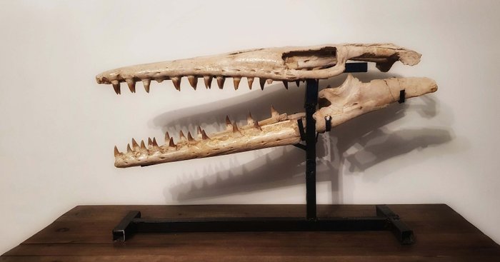 Mosasaurus – Schedel – Mosasaur Hoffmanni