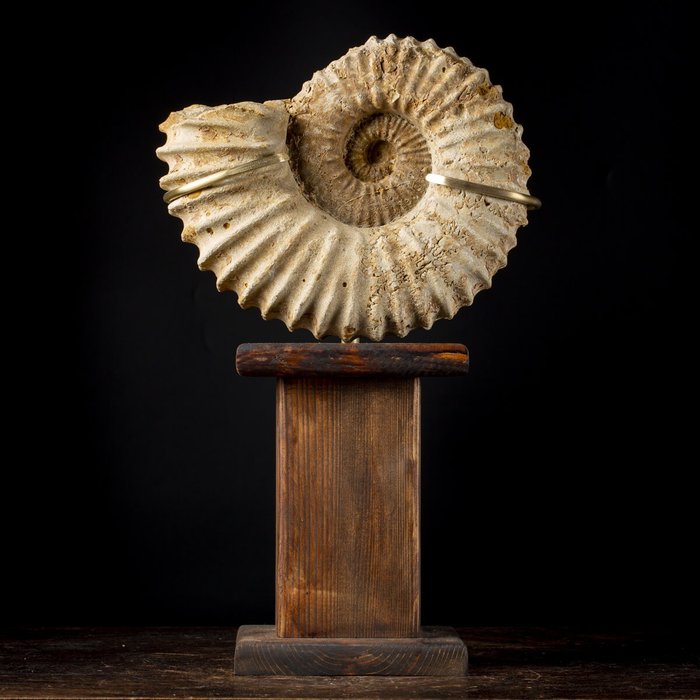 Highly decorative Douvilleceras sp. Ammonite on custom plinth (1)