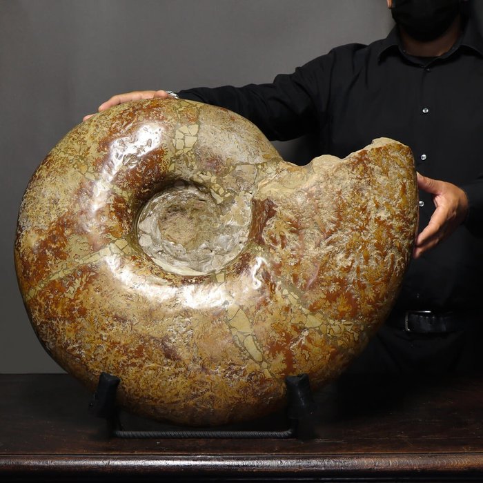 Veldig stor og dekorativ ammonitt - Cleoniceras sp. - 65 cm