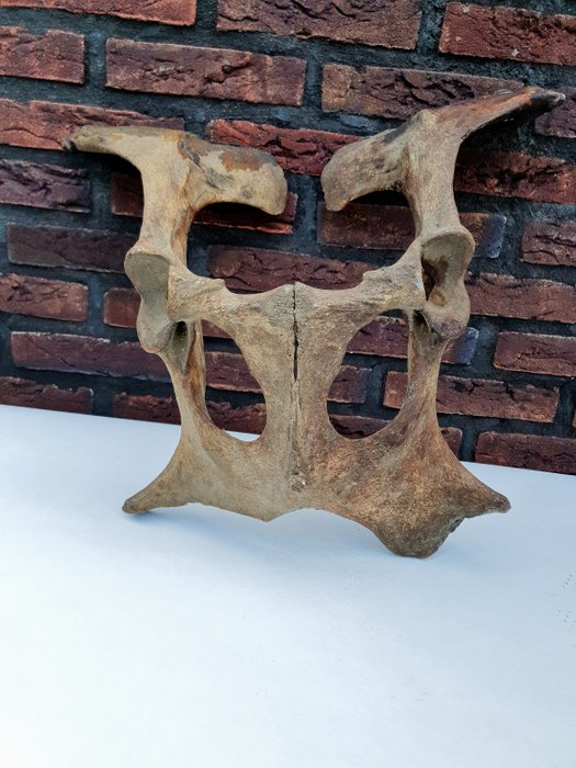 Kuh Maske Hüftkuh - Becken-Urkuh aus der Eiszeit - Bos primigenius - 40×50×20 cm