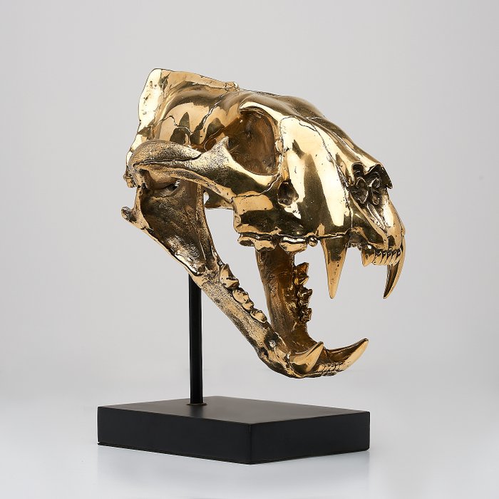 雕刻, High quality, bronze-cast Sumatran Tiger skull - Panthera tigris sumatrae - 30 cm - 青銅色