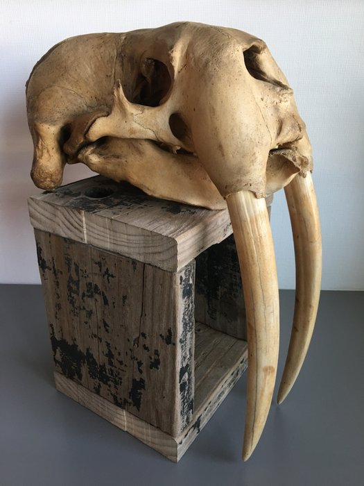 Large, patinated vintage Walrus Skull - Denmark - - Odobenus rosmarus - 44×25×31 cm