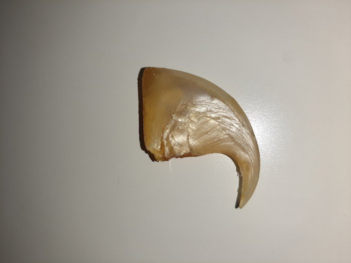 African Lion Claw - - Panthera leo - 4×5×3 cm