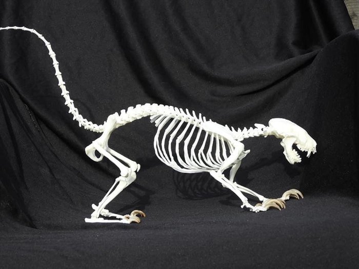 Stripet Skunk Skeleton - fullt artikulert - frittstående - Mephitis mephitis - 40×20×60 cm