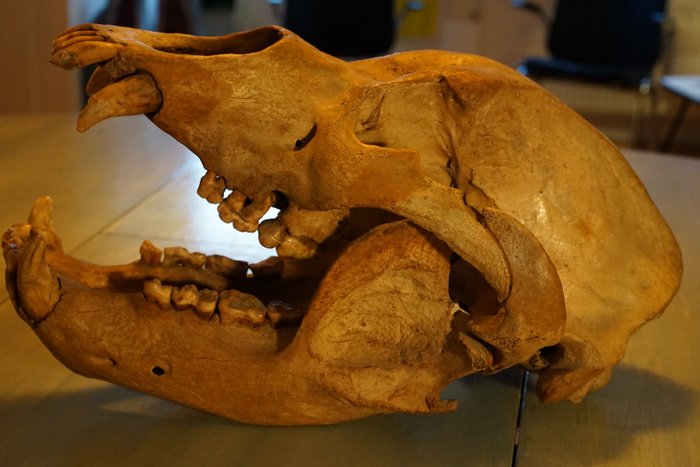 Urso da caverna - Crânio completo com mandíbulas - Ursus spelaeus - 25×45×23 cm
