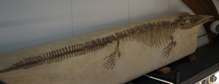 Mosasaur - Skeleton in plastic - Platycarpus sp.
