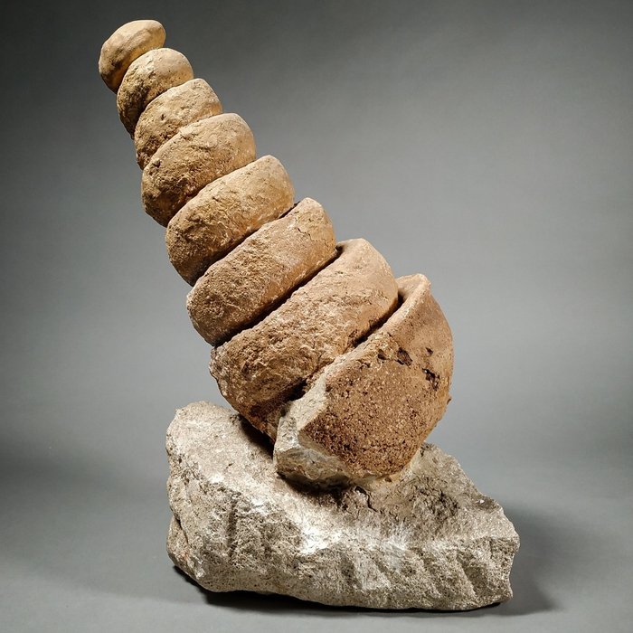 巨型化石腹足纲 - 外壳在矩阵脚上 - Turritella sp. - 39×22.5×21 cm