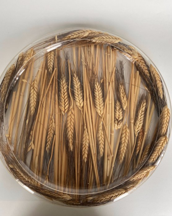 Christian Dior - Cheese board - "Ear of wheat" model - Plexiglass - Modèle "Epi de blé"