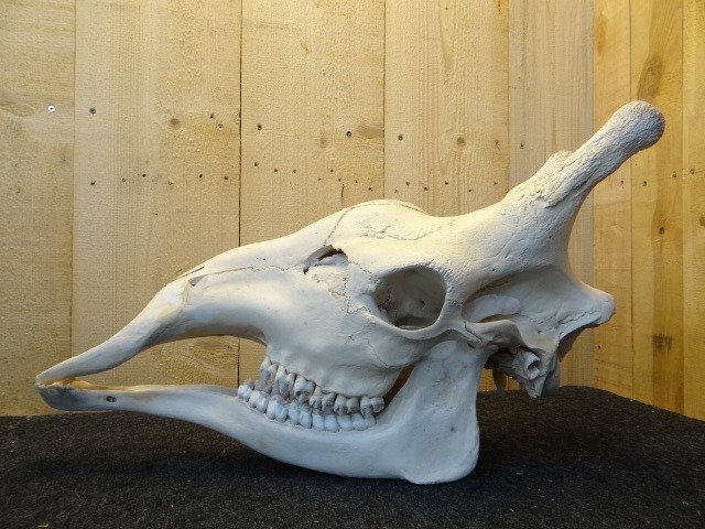 长颈鹿 头骨 - Giraffa camelopardalis - 72×28×44 cm - 1