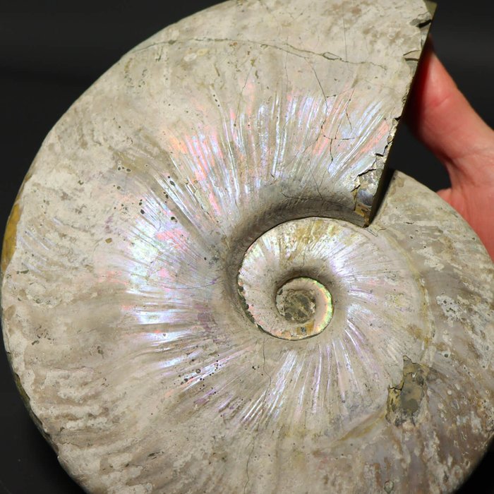 Ammonite - Animale fossilizzato - Aioloceras (Cleoniceras) sp. - 19.5 cm