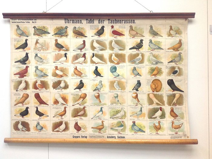 Grassers Verlag - Affiche scolaire - Races de pigeons / pigeons fantaisie - Bois, Lin
